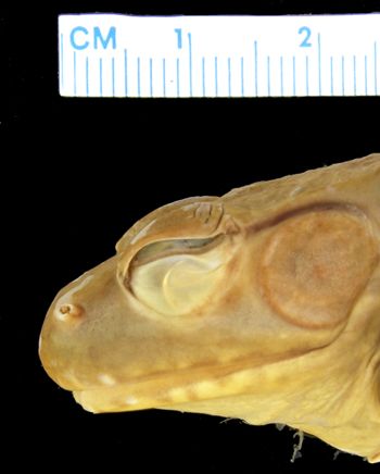 Media type: image; Herpetology A-137809